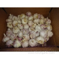 New Season Fresh Garlic